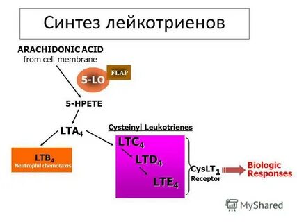 Простагландины и лейкотриены
