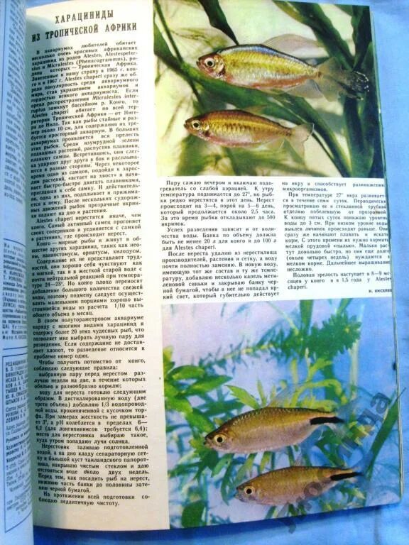 Прудовое рыбоводство учебник. Журнал рыбоводство 1985. Журнал рыбоводство. Журнал рыбоводство и рыбное хозяйство 1970. Журнале рыбоводство.