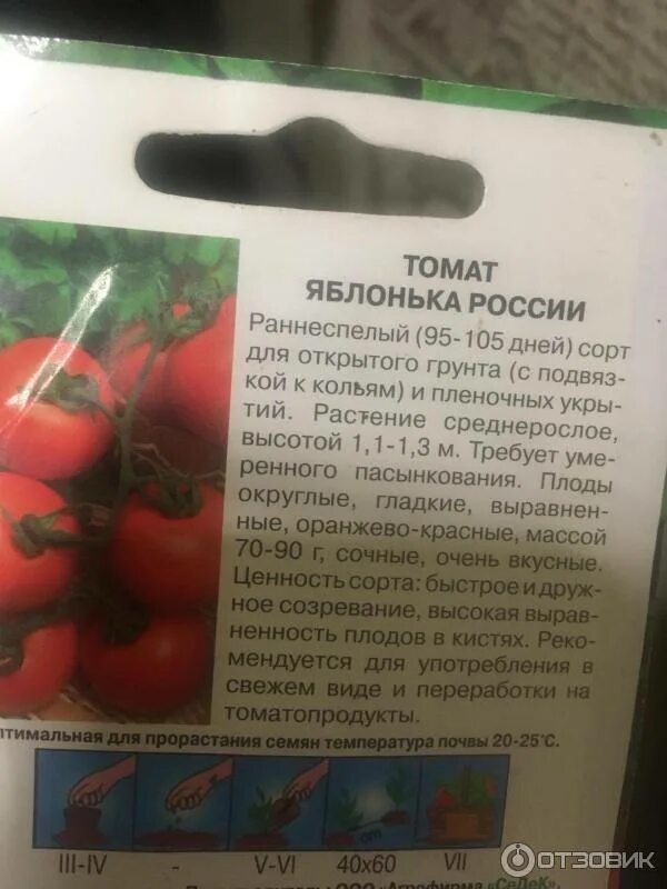 Помидоры яблонька россии описание сорта. Семена томат Яблонька России. Сорт помидор Яблонька России. Яблонька России томаты рассада. Томаты сорт Яблонька России.