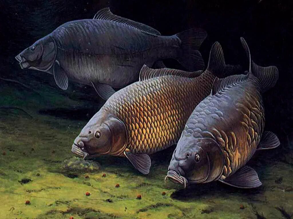 Карп месяце. Карп (cyprinus carpio). сазан и карп. карась буффало. сазан карповые.