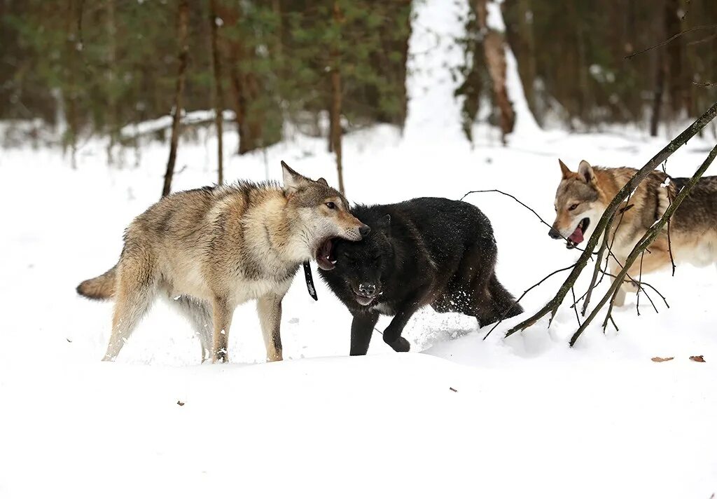 Волк в лесу. Карельский волк. Волки в Ленинградской области. Водятся ли волки