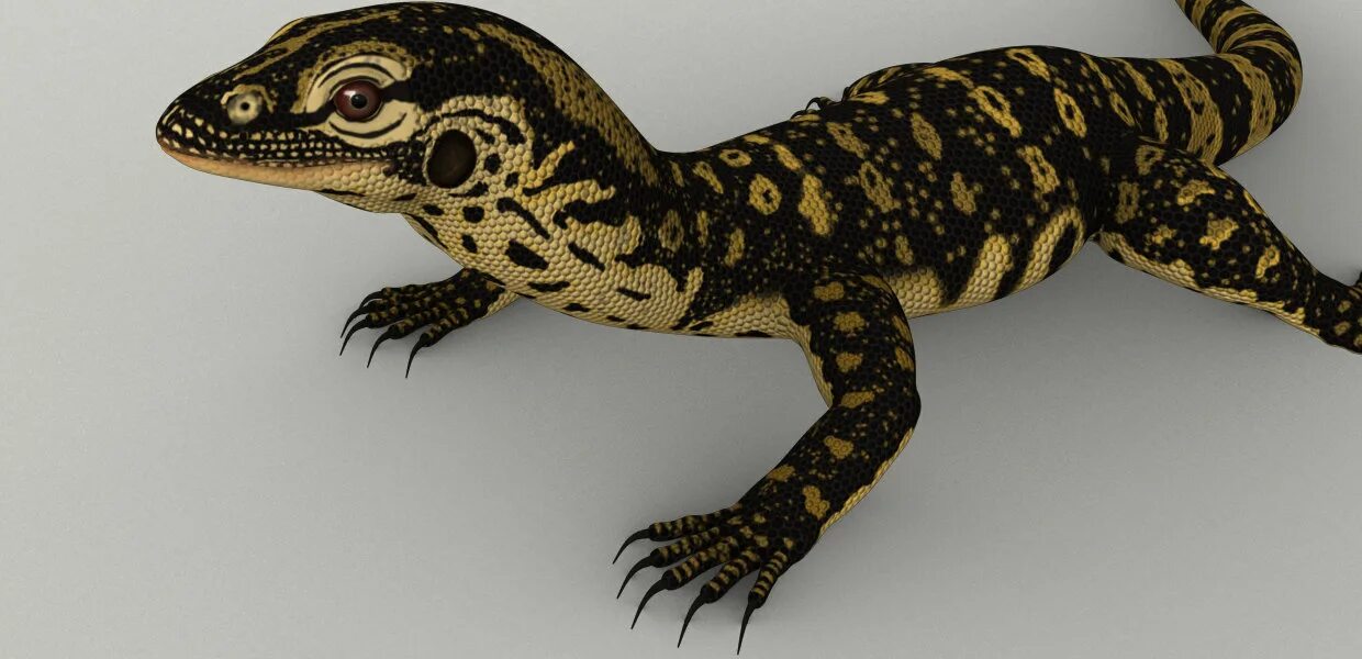 Lizard 3