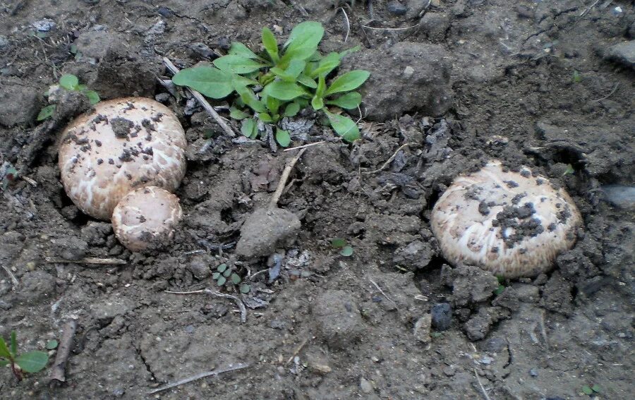 Трюфель микориза. Грибы которые растут под землей. Трюфель крымский ризопогон. Грибы которые растут под землей. Грибы которые растут под землей.