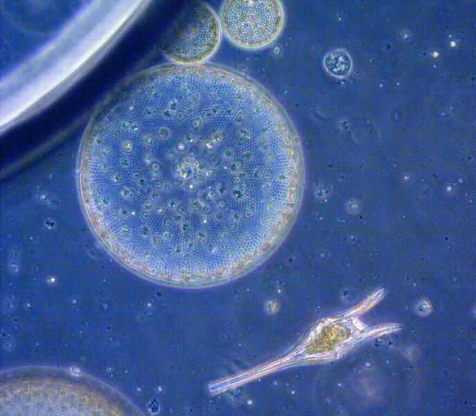 Фитопланктон водоросли. Микроскопические водоросли. Фитопланктон. Фитопланктон под микроскопом. Цветение фитопланктона.