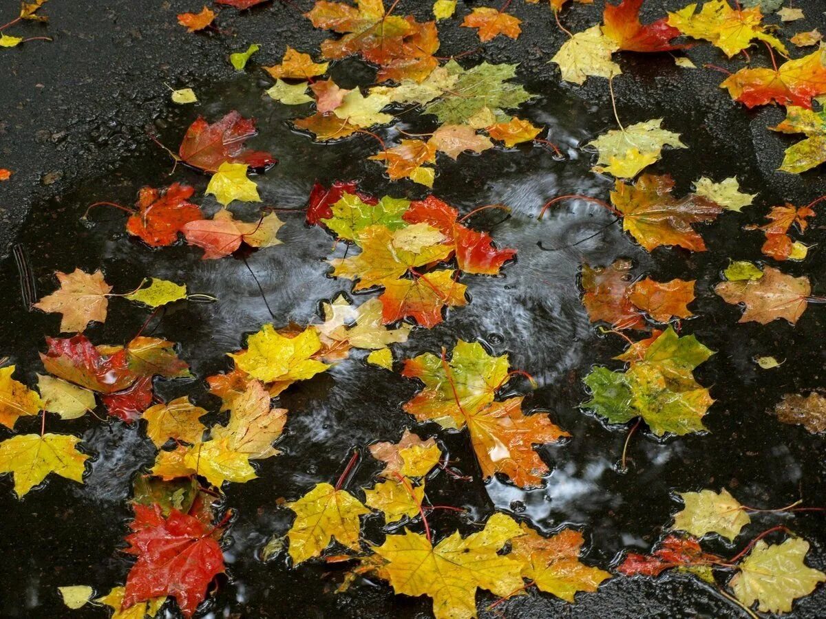 Падающие листья в воду. Листья на асфальте. Падающие листья. Осенние лужи. Дождливая осень.