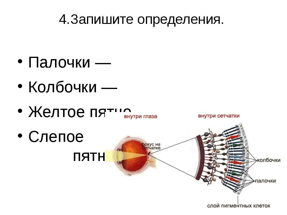 Колбочки глаза функции. Строение глаза колбочки и палочки. Строение глаза человека палочки и колбочки. Строение глаза анатомия палочки и колбочки. Строение глаза колбочки.