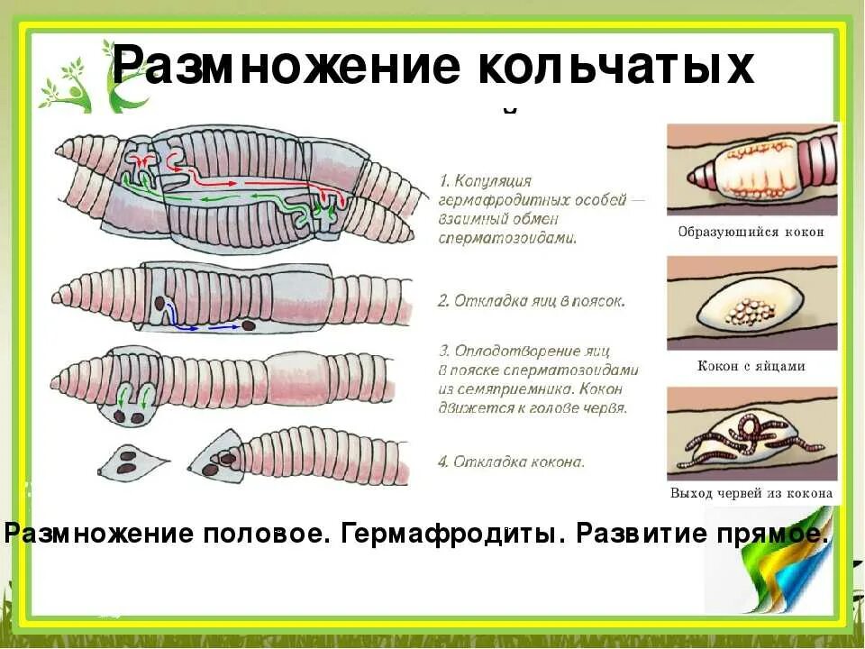 Спинно брюшном направлении. Структуры половой системы кольчатых червей. Половая система дождевого червя. Бесполое размножение кольчатых червей. Половая система кольчатых червей 7 класс.