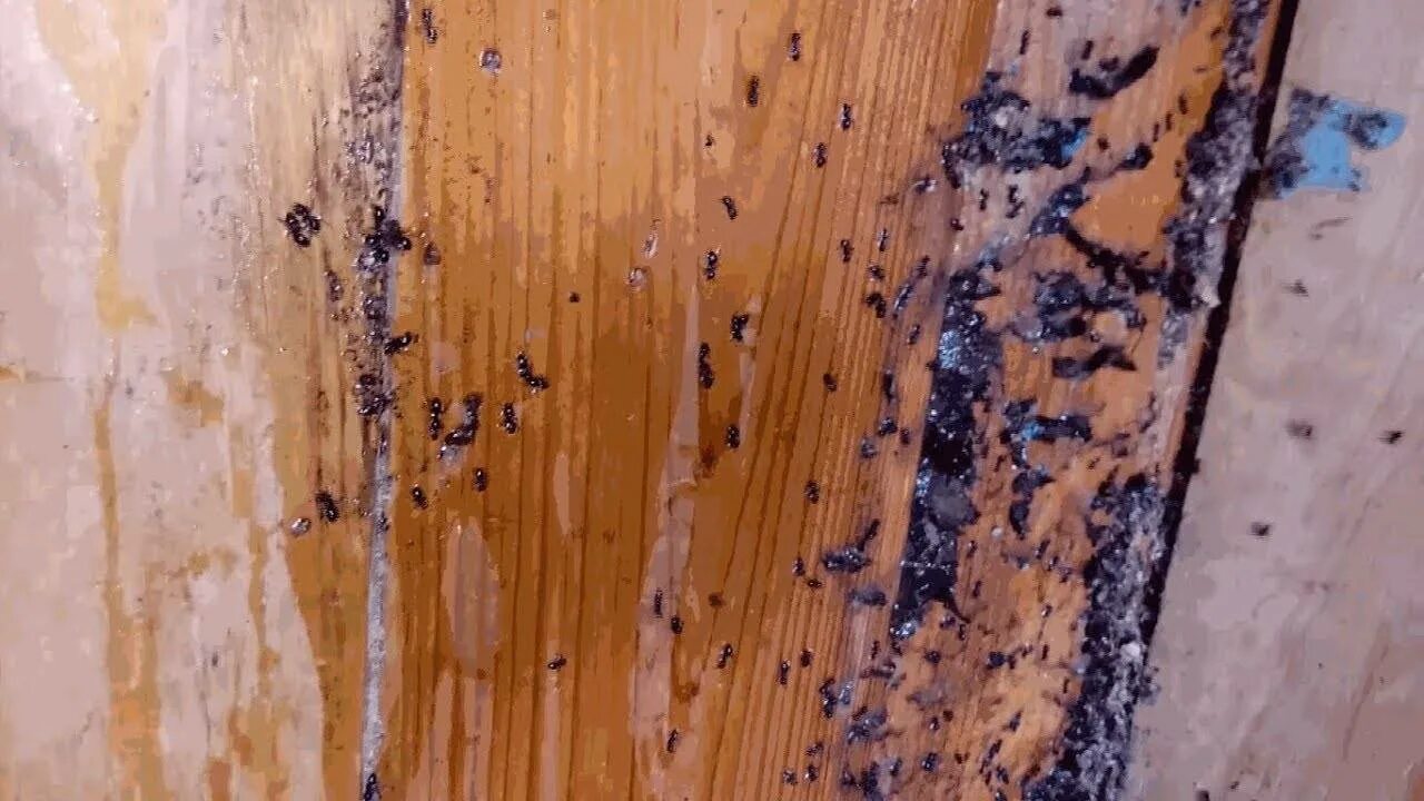 Муравьи в деревянной бане как избавиться. Жук древоточец в срубе. муравьи в деревянном доме. плесень на дереве в доме. сгнившая древесина.