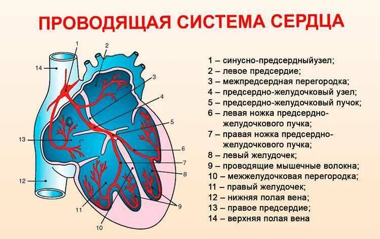 Проводящие структуры сердца