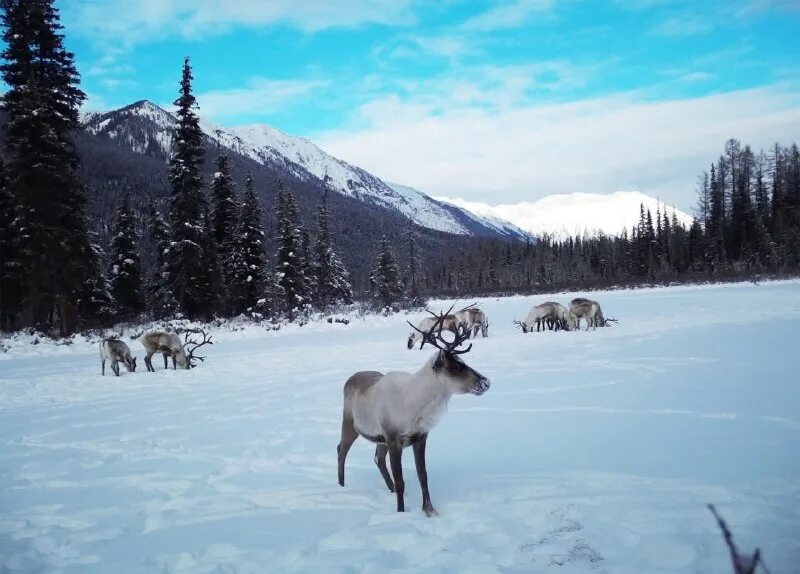 Оленеводство тыва. Озеро тоджа. Монгун тайга река. Убсунурская котловина монголия. Цаатаны монголии народ.