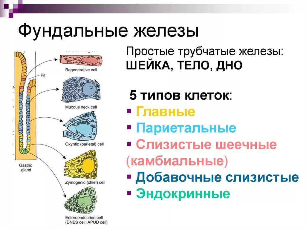 Железы желудка строение. Строение фундальной железы желудка. Схема строения собственной железы желудка. Строение и функции фундальных желез желудка. Функции клеток фундальных желез желудка.