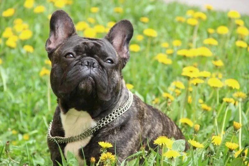 Вязка собак французский. Французский бульдог в полтора года. Французский бульдог суки. Вязка у собак бульдог французский. Вязка собак французский.