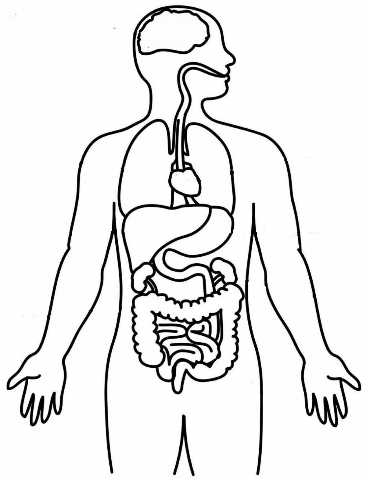 Печатать органы. Контур человека с внутренними органами. Силуэт человека с внутренними органами. Организм человека раскраска. Макет тела человека с органами для детей.