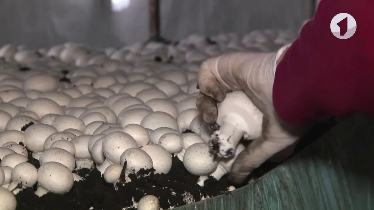 Почему шампиньоны можно выращивать на искусственных средах. Выращивание грибов в домашних условиях. Шампиньоны растут. Вырастить шампиньоны. Грибы растущие в Приднестровье.