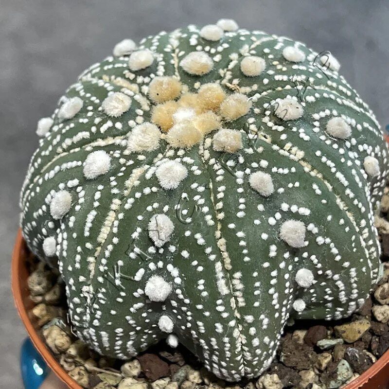 Astrophytum asterias. Астрофитум астериас. astrophytum asterias super kabuto. астрофитум астериас кикко. astrophytum asterias &#039;royal&#039; japan.