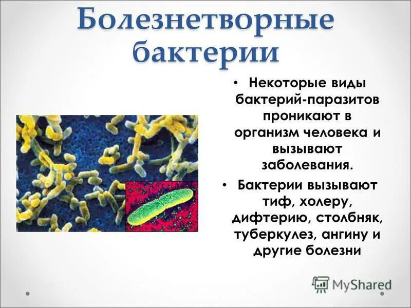 Жизнедеятельность бактерий 5. Биология 5 класс микроорганизмы бактерии. Бактерии и болезни 5 класс. Сообщение о болезнетворных бактериях 5 класс. Болезни бактерий 5 класс биология.