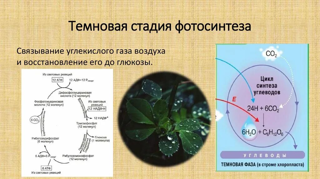 Фотосинтез протекает в 2 этапа. Фотосинтез 9 класс биология. Темновая стадия фотосинтеза. Этапы фотосинтеза. Фотосинтез углеводов.