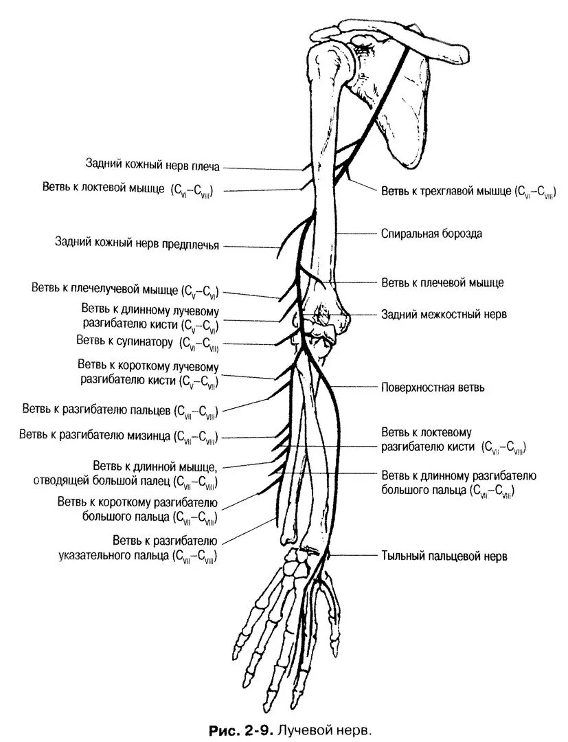 Иннервация плеча и предплечья схема. Схема иннервации лучевого нерва. Локтевой нерв анатомия топография. Топографическая анатомия локтевого нерва в плече.