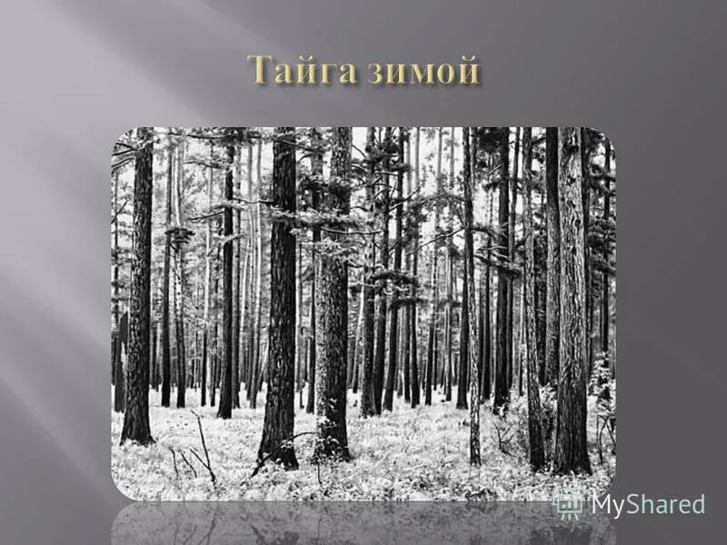 Биом хвойных лесов. Тайга презентация. Схема вторичной экологической сукцессии. Уровень пример таежный лес. Тайга биом.