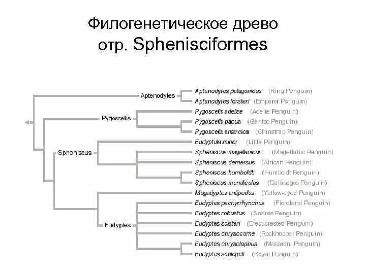 Как располагаются группы животных на родословном древе. Современное филогенетическое Древо. Филогенетическое Древо схема. Филогенетическая систематика. Структура филогенетического дерева.