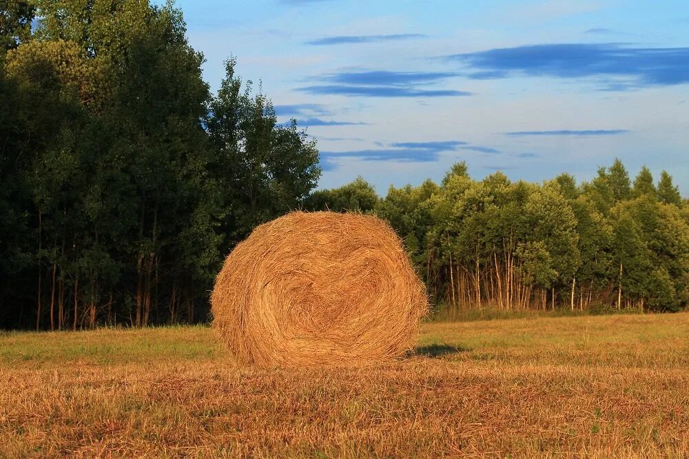 Стог сена в Живерни. Моне стога в Живерни.