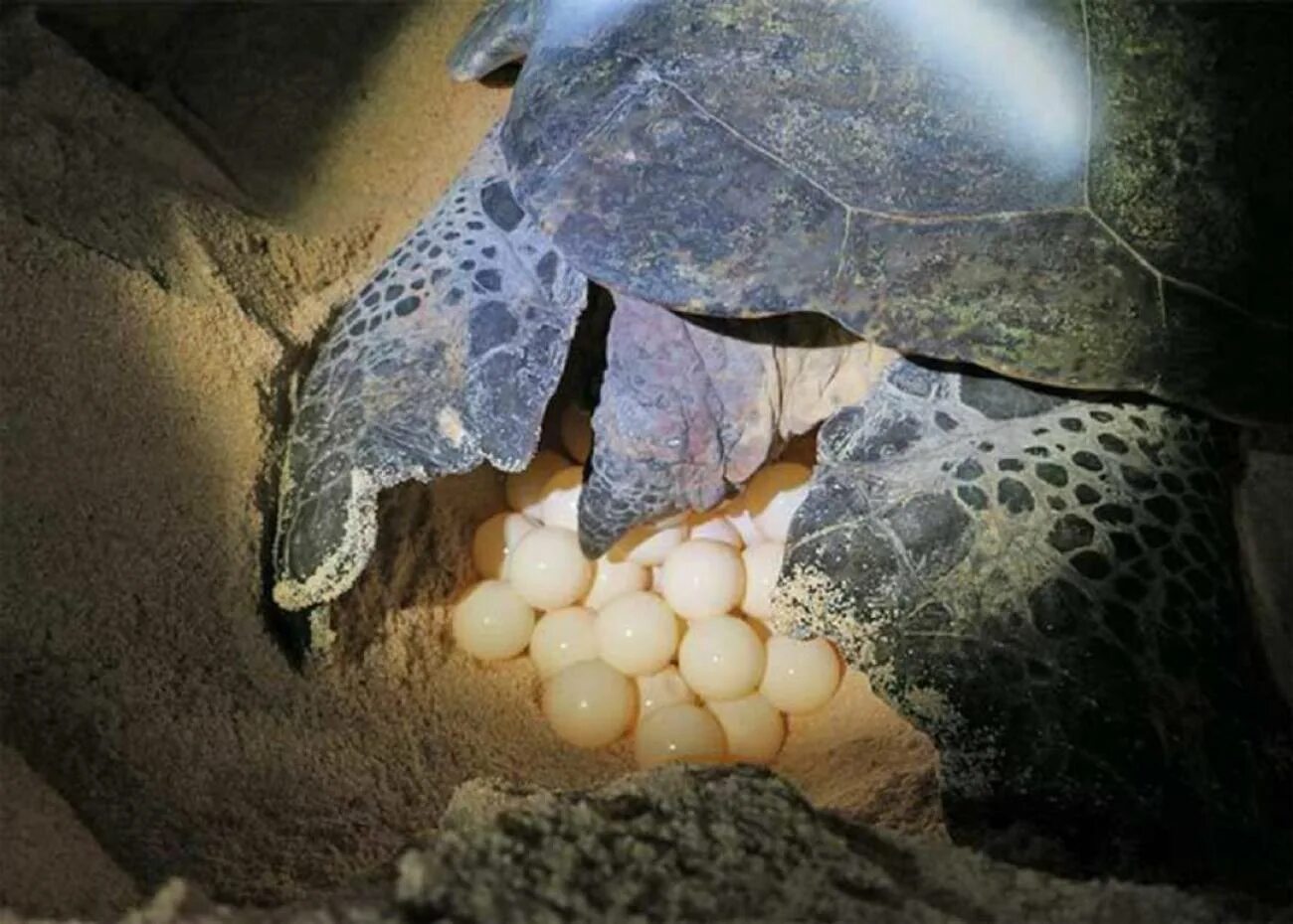 Гнездо красноухой черепахи. Яйца красноухой черепахи. Красноухая черепаха откладывает яйца. Черепашьи яйца красноухие черепахи.