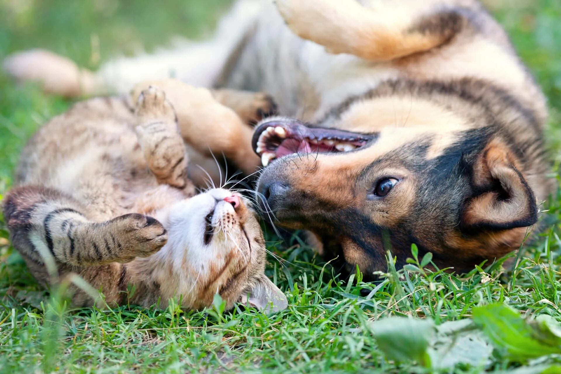 Dog and cat playing. Кошки и собаки. Дружба животных. Счастливые животные. Радостные животные.