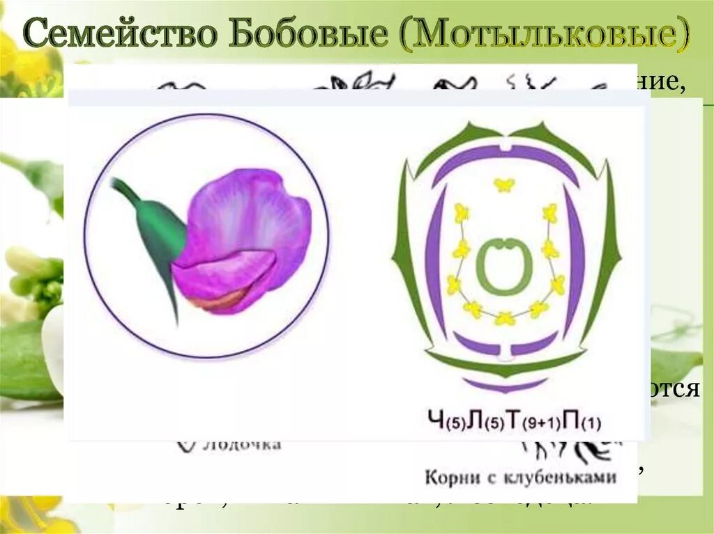 Формула цветка семейства мотыльковые бобовые. Семейство Мотыльковые плод. Формула цветка мотыльковых растений. Формула цветка семейства бобовые 6 класс биология. Семейство Мотыльковые бобовые плод.