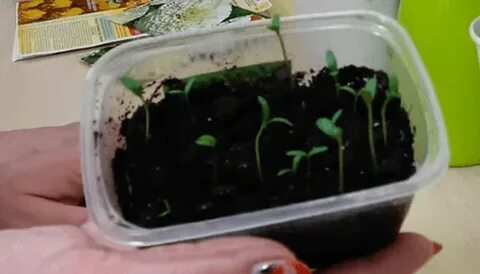 Почему не взошли семена бархатцев на рассаду