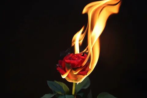 Rose fire