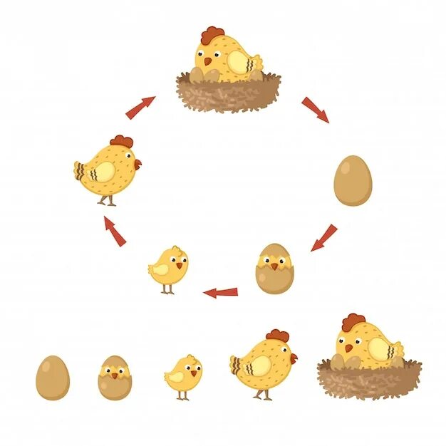 Яйцо цыпленок курица. Жизненный цикл курицы. Стадия развития курицы для детей. Процесс развития курицы.