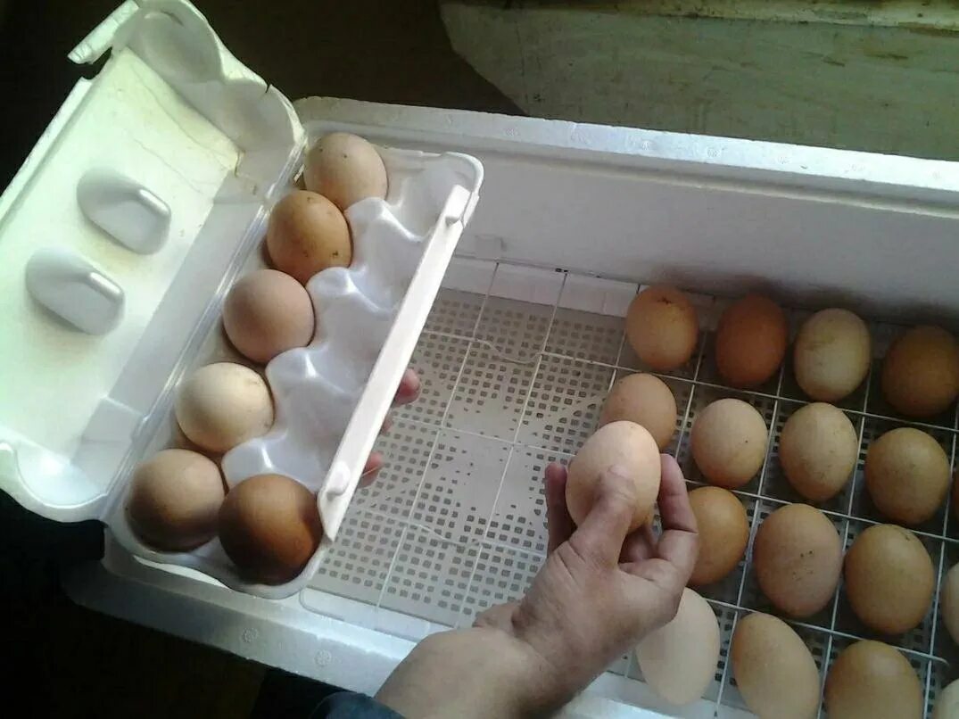 Купить яйца кур несушек для инкубатора. Инкубационное яйцо кур инкубация. Инкубатор Несушка 70 яиц. Инкубатор гусиные яйца Золушка. Несушки инкубаторы цыплята.
