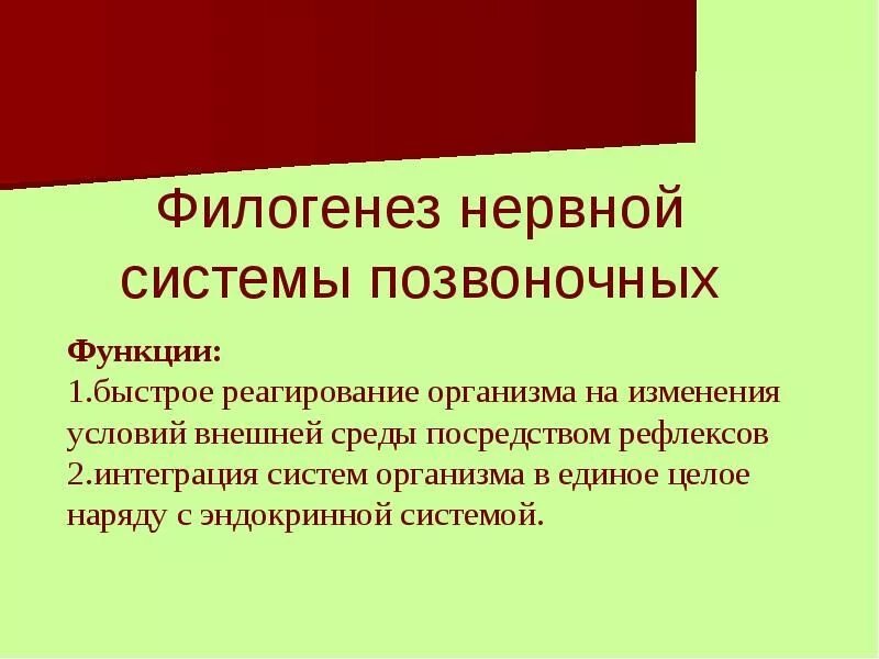 Филогенез нервной. Филогенез нервной системы. Филогенез нервной системы позвоночных. Филогенез нервной системы кратко. Этапы филогенеза нервной системы.