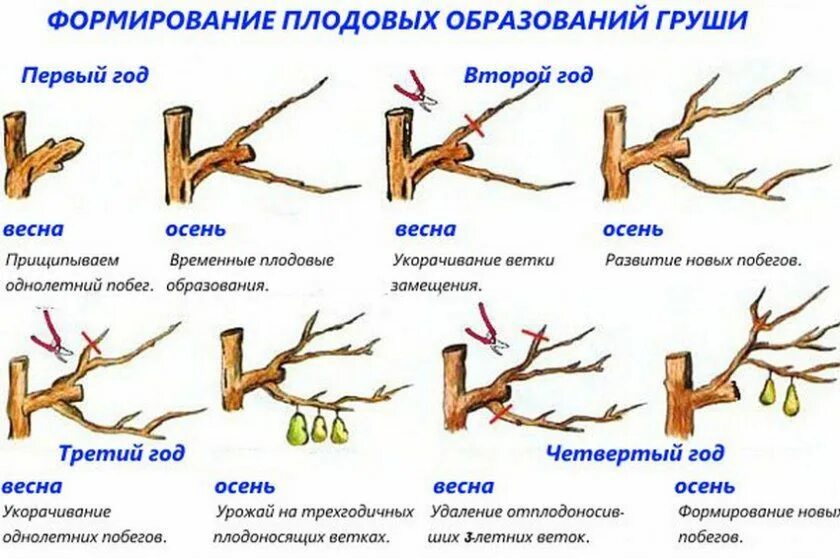 Почему растут ветки. Обрезка груши весной как обрезать дерево правильно. Схема подрезки плодовых деревьев. Схема обрезки плодовых деревьев осенью. Обрезка плодовых деревьев весной груша.