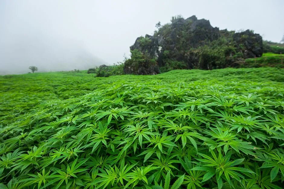 US college to teach their students how to grow marijuana The Irish Sun