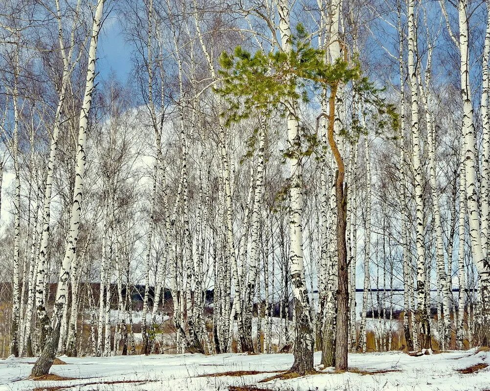 Березовая роща долгопрудный. Березовая роща ранней весной чага. Березовая роща долгопрудный. Березовая роща череповец. Березовый роща ранний утро весенний.