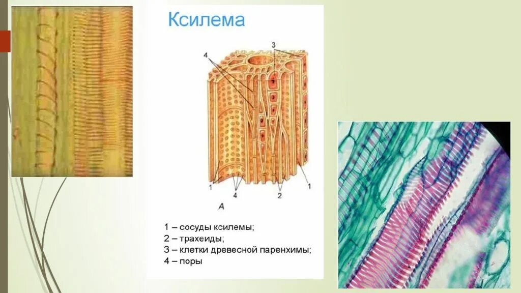 Ткани растений Ксилема флоэма. Сосуды и трахеиды ксилемы. Проводящая ткань растений Ксилема и флоэма. Флоэма трахеиды. Клетки ксилемы и флоэмы