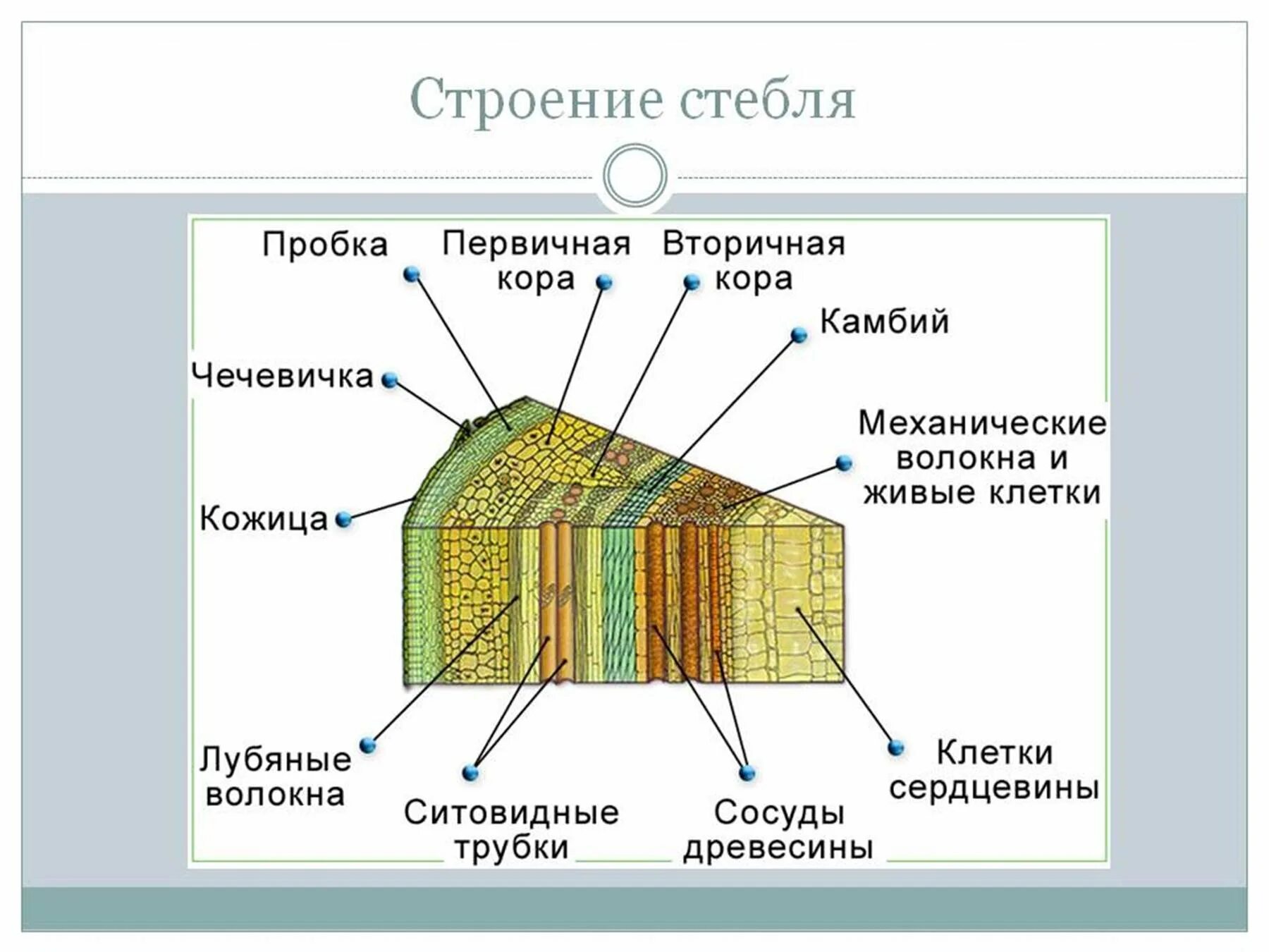 Какую функцию выполняет ткань камбий. Строение поперечного среза древесного стебля. Строение стебля поперечный срез древесного стебля. Внутреннее строение поперечного среза древесного стебля. Строение стебля дерева на поперечном срезе.