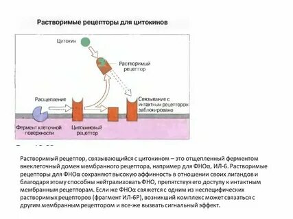 Рецепторы цитокинов