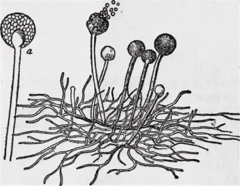 Споры низших грибов. Mucor мицелий. Мицелий мукора под микроскопом. Мицелий плесневых грибов. Мукор муцедо.
