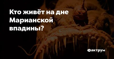 Кто живет на дне
