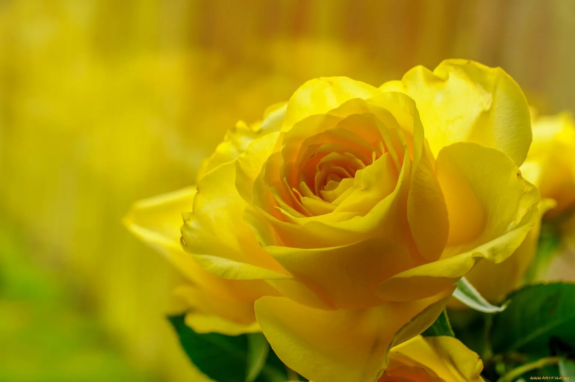 Ярко желтыми цветами. Желтая роза Брайтон. Желтые розы Ilios. Бледно желтые розы. Роза Наоми желтая.