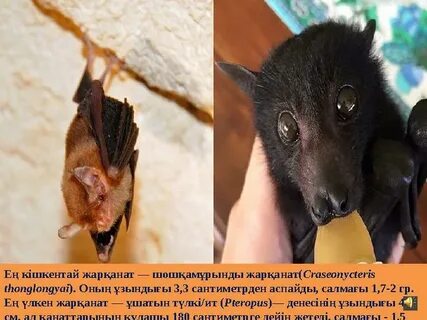 Брюнетка секс массажы