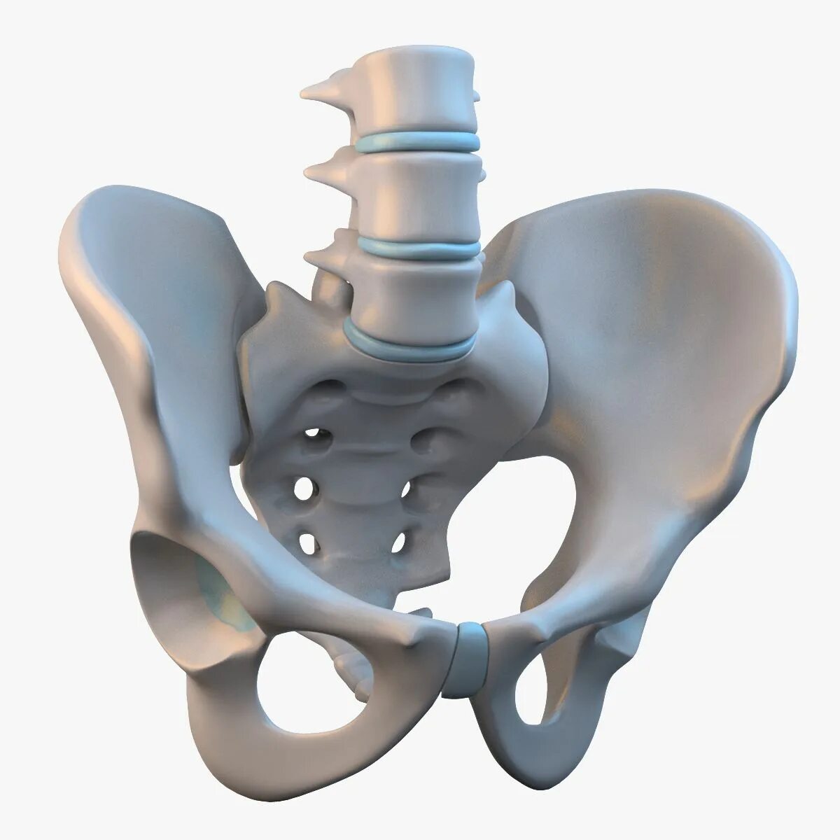 Три тазовые кости. Тазовая кость 3d. Sacrococcygeal Joint. 3 Кости таза. Кости таза анатомия 3д.