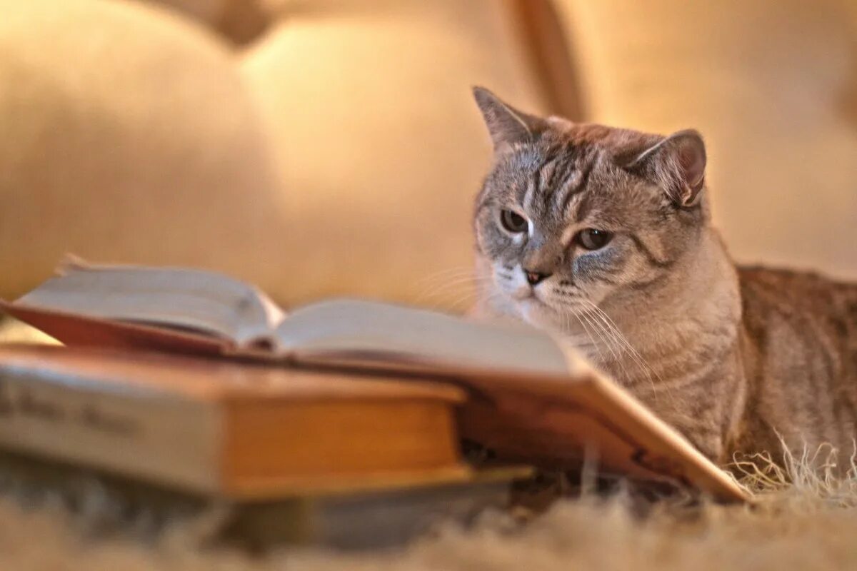 Самый умный кот. Самый умный кот. Самый умный кот. Самый умный кот. Умный кот.