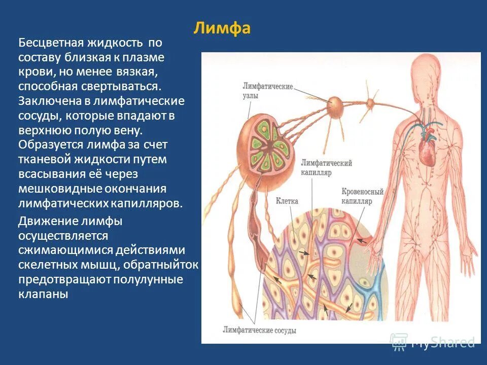 В лимфатический сосуд поступают