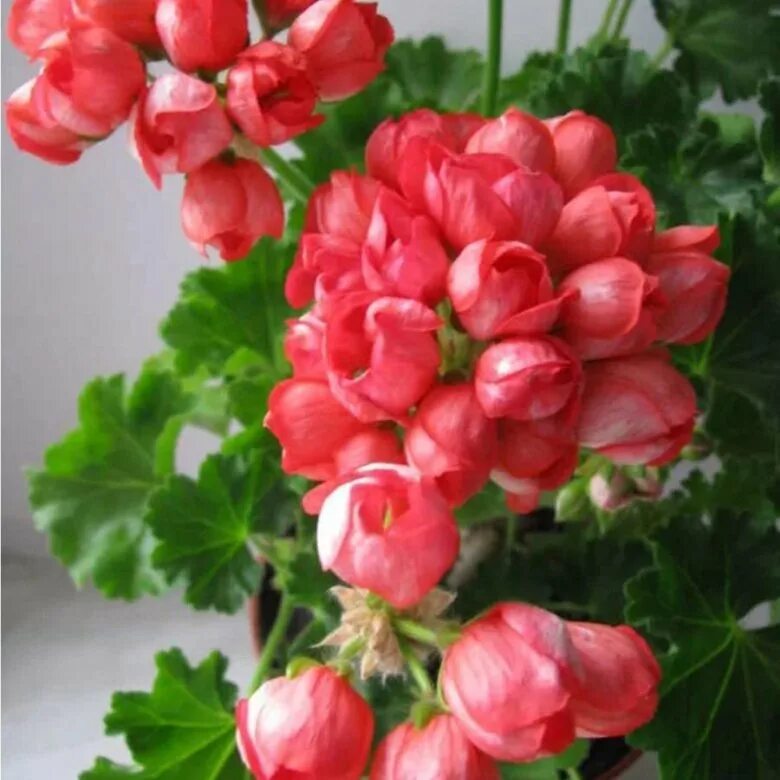 пеларгония королевская грандифлора. герань купленная в магазине. герань плющелистная в кашпо. герань цветок. герань в кашпо.