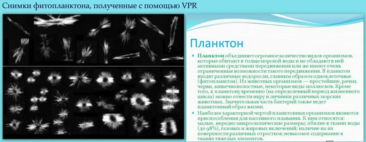 Планктонный образ жизни. Приспособления планктона. Организмы которые ведут планктонный образ жизни. Планктон образ жизни.