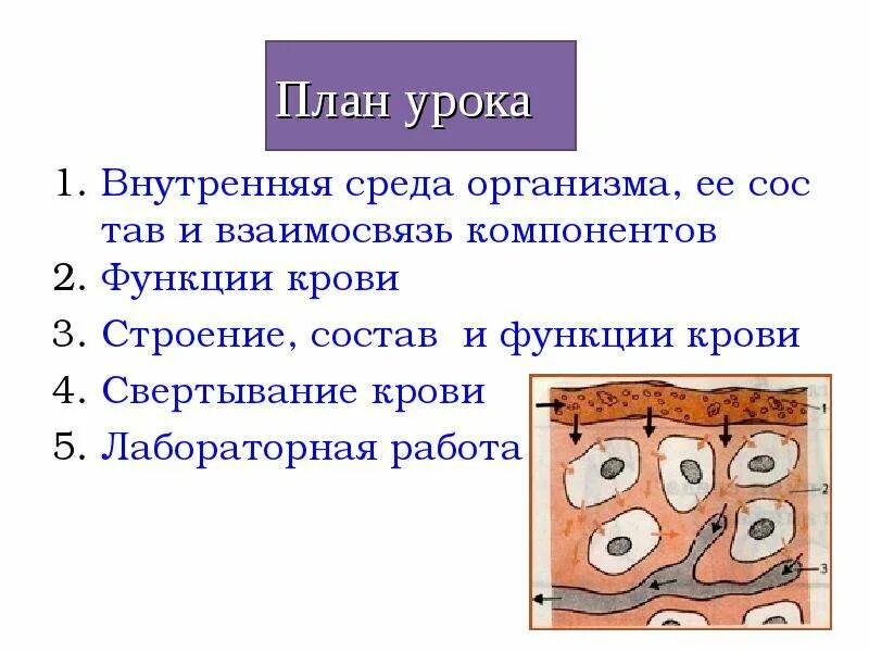 Строение внутренней среды организма. Внутренняя среда организма состав и функции крови. Значение внутренней среды организма. Взаимосвязь компонентов внутренней среды организма.