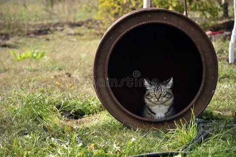 Кот на бочке